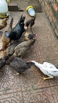 Gà h’mông trống. Mua bán Gà tại Huyện Long Hồ Vĩnh Long được đăng bởi Tài nguyễn