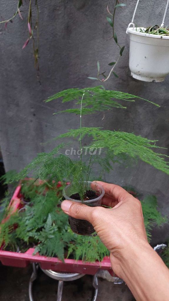Cây cảnh Kim thủy tùng. Mua bán Cây cảnh, đồ trang trí tại Quận Lê Chân Hải Phòng được đăng bởi Dương Bùi hình 1