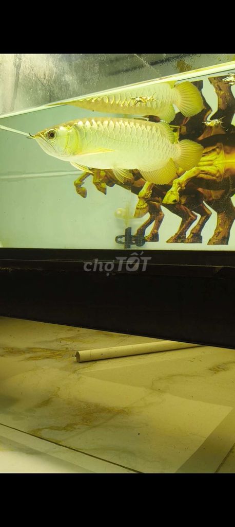 Cá cảnh Kim Long Vàng khè Body sumo. Mua bán Thú cưng khác tại Quận 8 Tp Hồ Chí Minh được đăng bởi Minh Quý Hồ hình 1