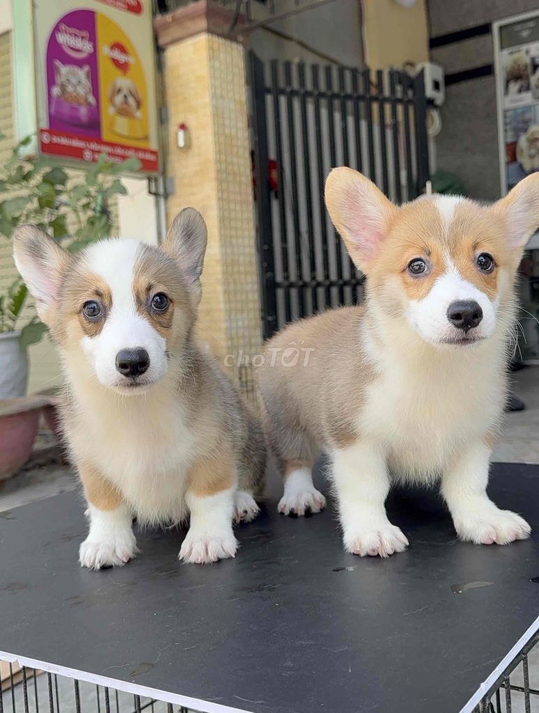 Chó Corgi thuần chủng Đực Cái. Mua bán Chó tại Quận Liên Chiểu Đà Nẵng được đăng bởi Pet House hình 1