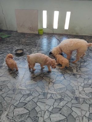 Poodle thuần chủng. Mua bán Chó tại Thành phố Nha Trang Khánh Hòa được đăng bởi SUNPOWER