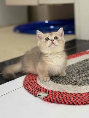Mèo Munchkin Golden ~3 tháng - đực- đã tiêm