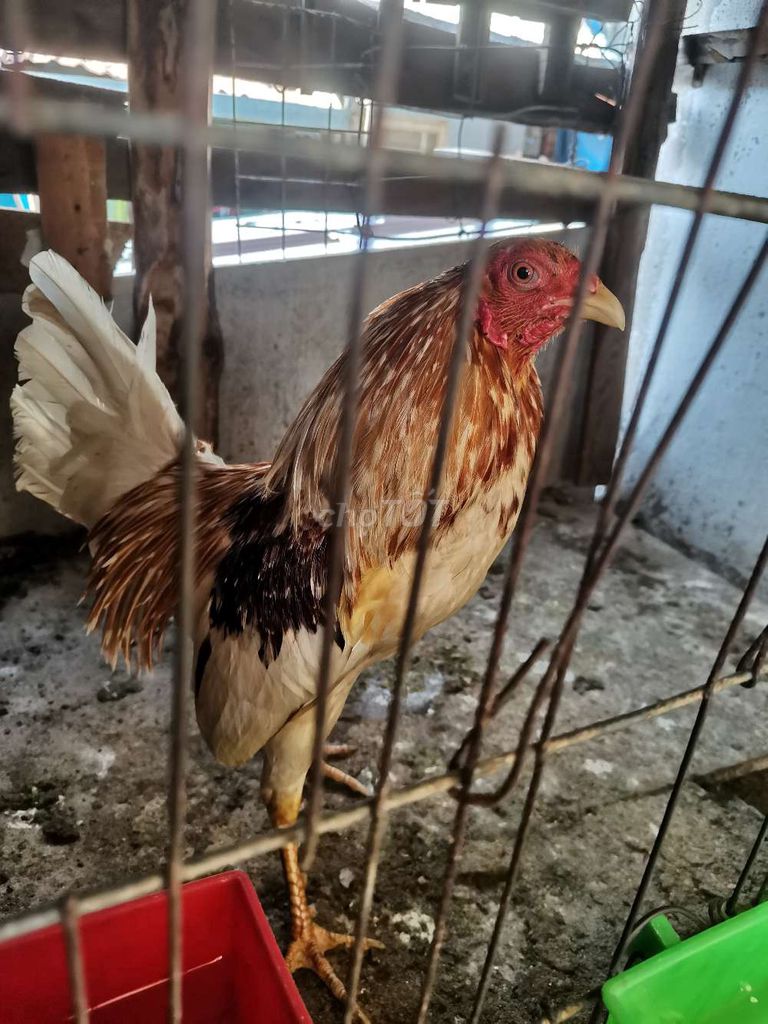 Gà Nâu trắng 1.13kg. Mua bán Gà tại Quận Tân Phú Tp Hồ Chí Minh được đăng bởi Minh  hình 1