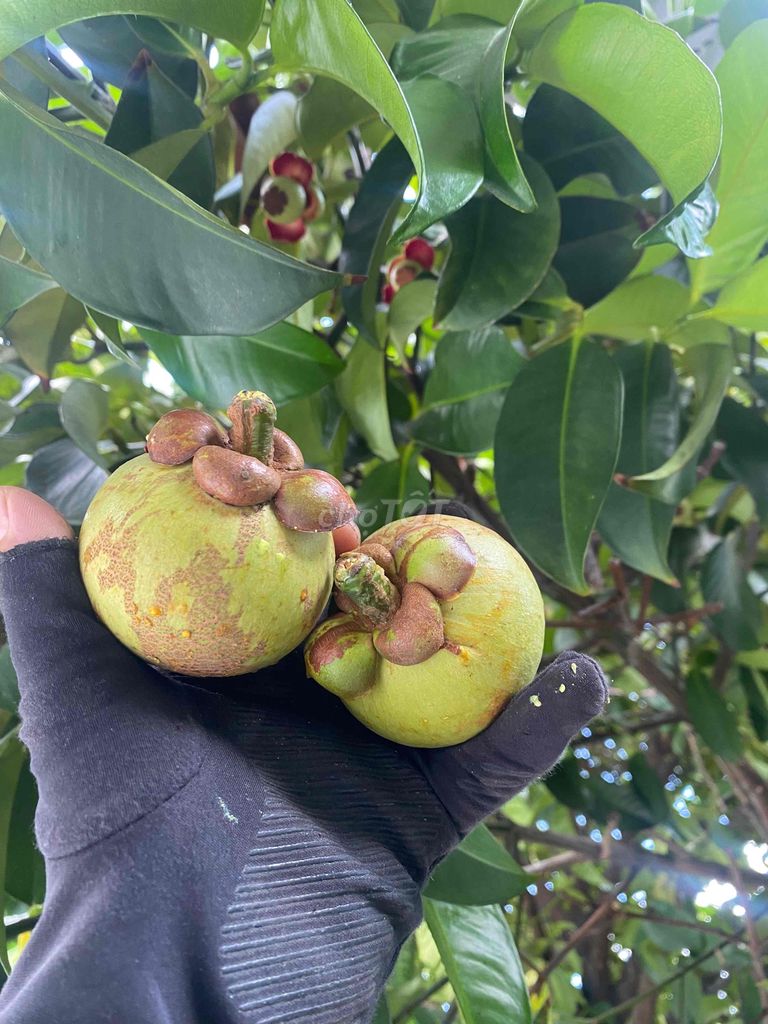 Măng cục vườn chín cây và măng xanh làm gỏi. Mua bán Đồ ăn, thực phẩm và các loại khác tại Quận Cái Răng Cần Thơ được đăng bởi Kenvin Châu hình 1