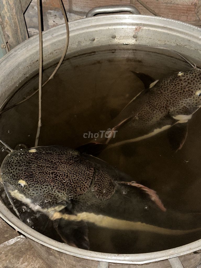 Bán cá Hồng vĩ