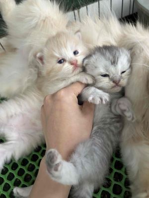 Nhận gạch cho 2đứa ald nhà trồng. Mua bán Mèo tại Quận 11 Tp Hồ Chí Minh được đăng bởi Ngọc Ngọc Meow