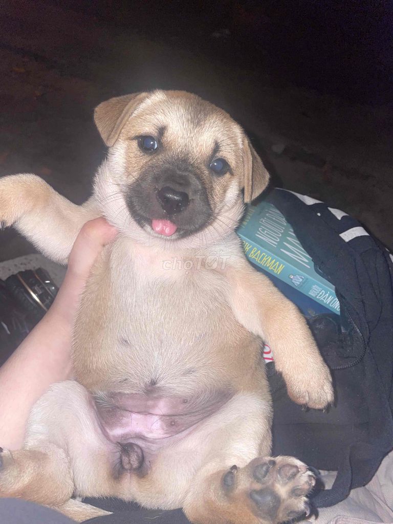 Chó con. Mua bán Chó tại Quận Liên Chiểu Đà Nẵng được đăng bởi  Tiên hình 1