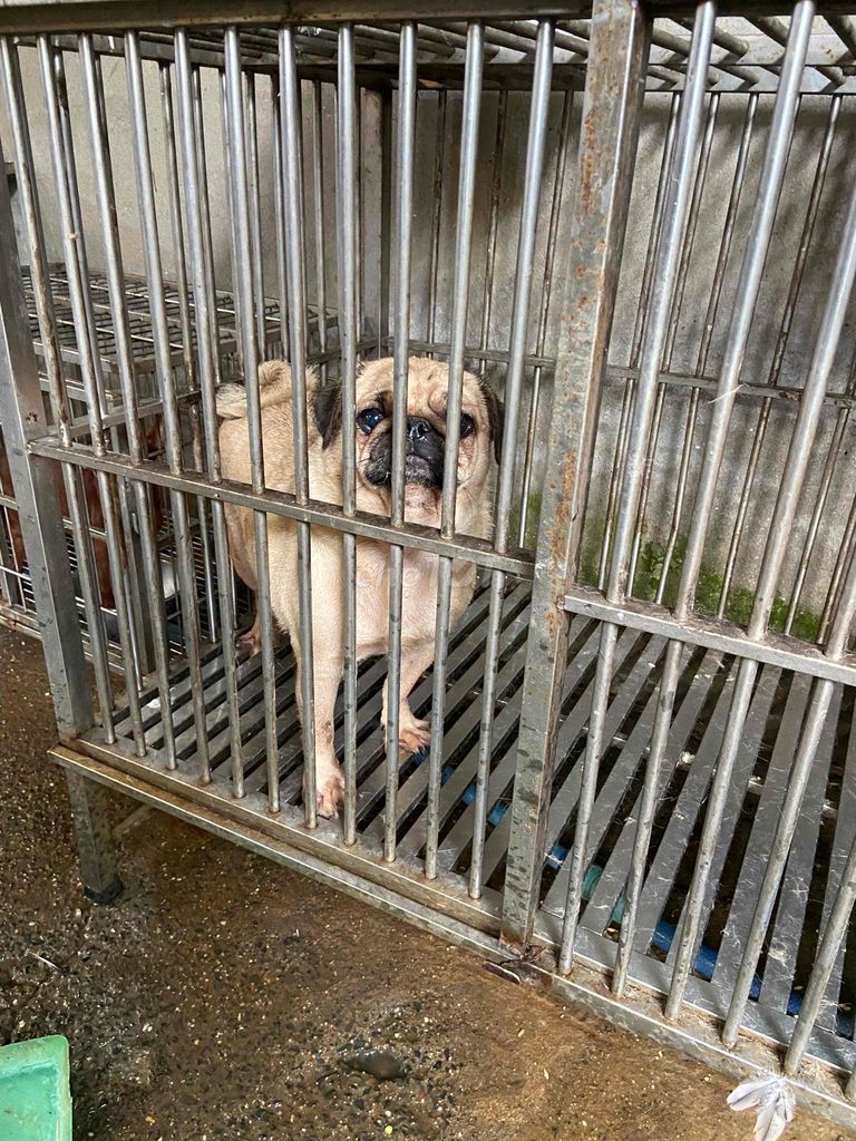 pug cái chân lùn đuôi xoắn tìm chủ có bớt. Mua bán Chó tại Quận 12 Tp Hồ Chí Minh được đăng bởi Trần Huy Bảo hình 3