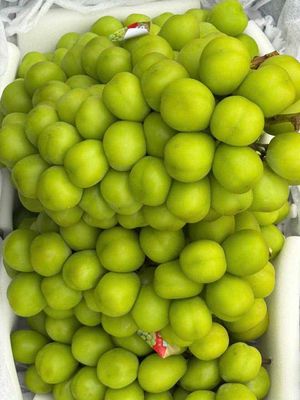 Nho xanh mẫu đơn rổ 7,5-8kg 400k/ rổ. Mua bán Đồ ăn, thực phẩm và các loại khác tại Thành phố Thủ Đức Tp Hồ Chí Minh được đăng bởi Ngọc Linhh