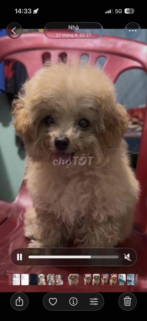 Chó Poodle Nâu vàng đã tiêm. Mua bán Chó tại Thành phố Biên Hòa Đồng Nai được đăng bởi Huynh Tien hình 1