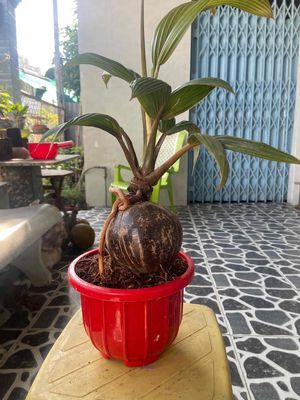 Caay dừa bonsai mẫu mới