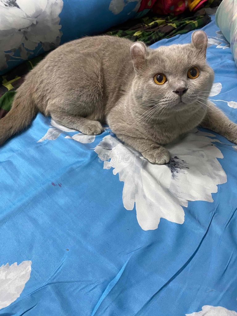 Mèo tai xoắn đực lilac. Mua bán Mèo tại Thành phố Thủ Dầu Một Bình Dương được đăng bởi Annie hình 1