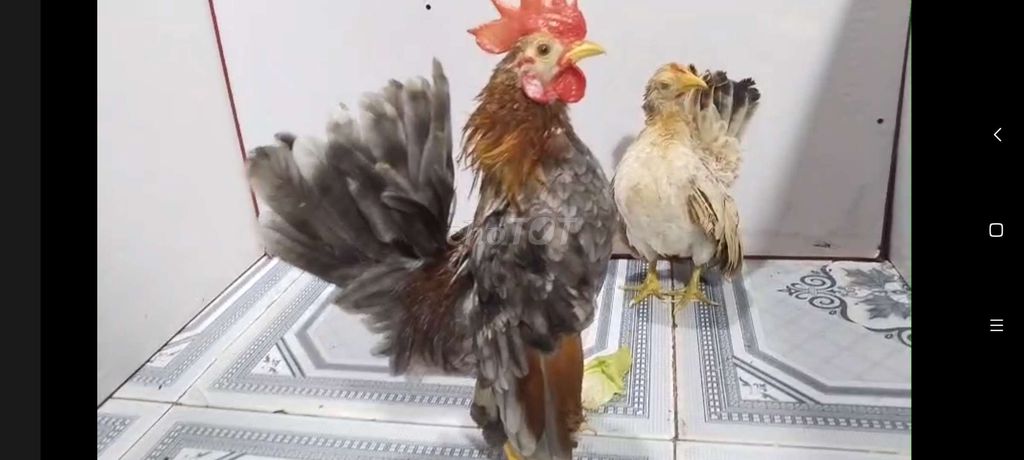 TRỐNG XÁM ĐIỀU & MÁI VÀNG SERAMA 33. Mua bán Gà tại Quận 8 Tp Hồ Chí Minh được đăng bởi THUẬN PHÁT SERAMA hình 7