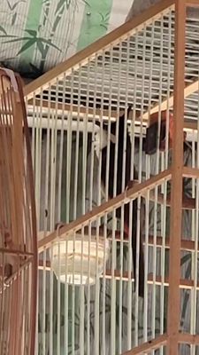 Chim 2 mùa muốn giao lưu lấy họa mi về nghe hót. Mua bán Chim tại Thị xã Bến Cát Bình Dương được đăng bởi Pnpc