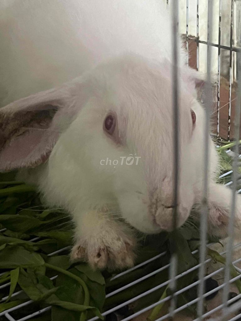 Thỏ trắng đực bị ghẻ tai. Mua bán Thú cưng khác tại Quận 3 Tp Hồ Chí Minh được đăng bởi Minh Hằng hình 1