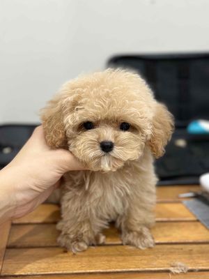 POODLE ĐỰC TEACUP 2 THÁNG TUỔI