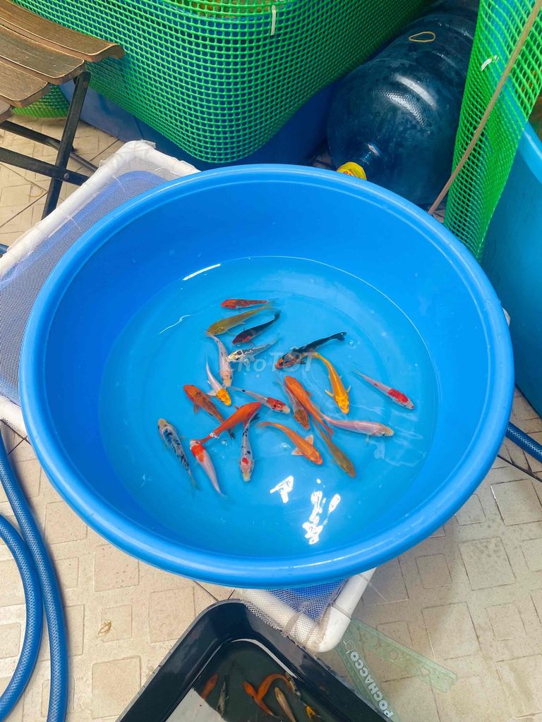 Cá Koi F1 2-16cm Đa màu. Mua bán Thú cưng khác tại Quận Gò Vấp Tp Hồ Chí Minh được đăng bởi Nguyễn Thị Như Ýy hình 1