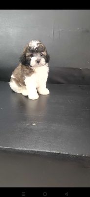Tìm nhà mới cho bé Chó