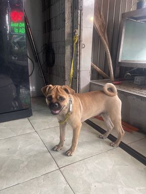 Pug lai.Cảm ơn chợ tốt đã duyệt tin. Mua bán Chó tại Huyện Nhà Bè Tp Hồ Chí Minh được đăng bởi Tường Huan Bui