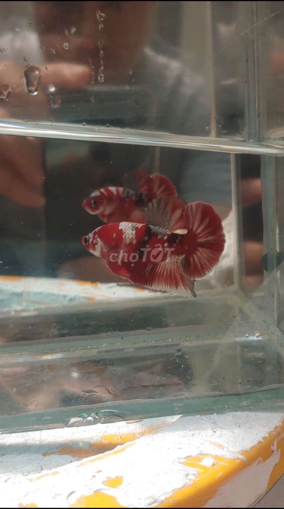 Betta Red cp