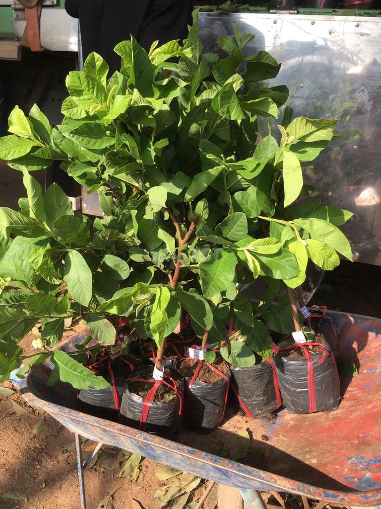 Cây giống Ổi lê. Mua bán Đồ chuyên dụng, Giống nuôi trồng tại Huyện Gia Lâm Hà Nội được đăng bởi Cây Giống Kinh Tế hình 1