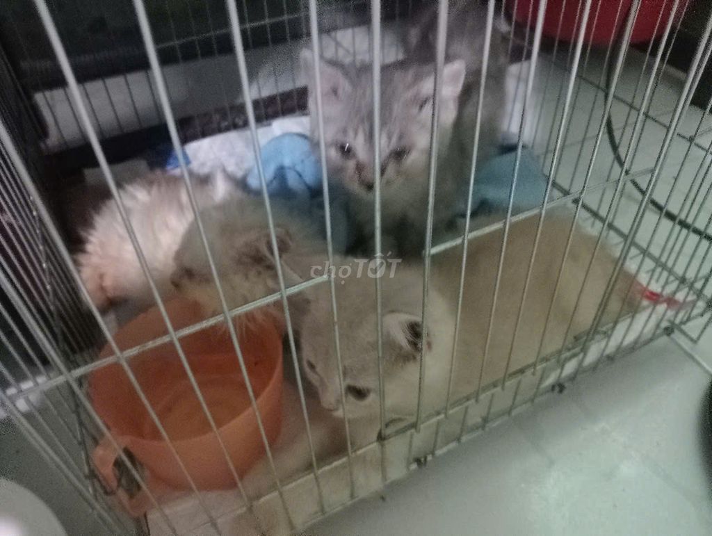 🐾TÌM SEN YÊU THƯƠNG CHO 3 BÉ ALN VÀ ALD CUTE 🐾