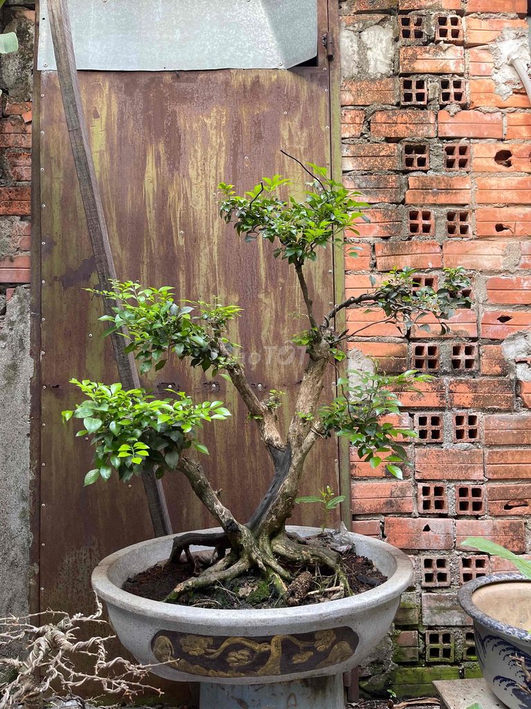 nguyệt bonsai hoành đế tán cây lá bản non mịn