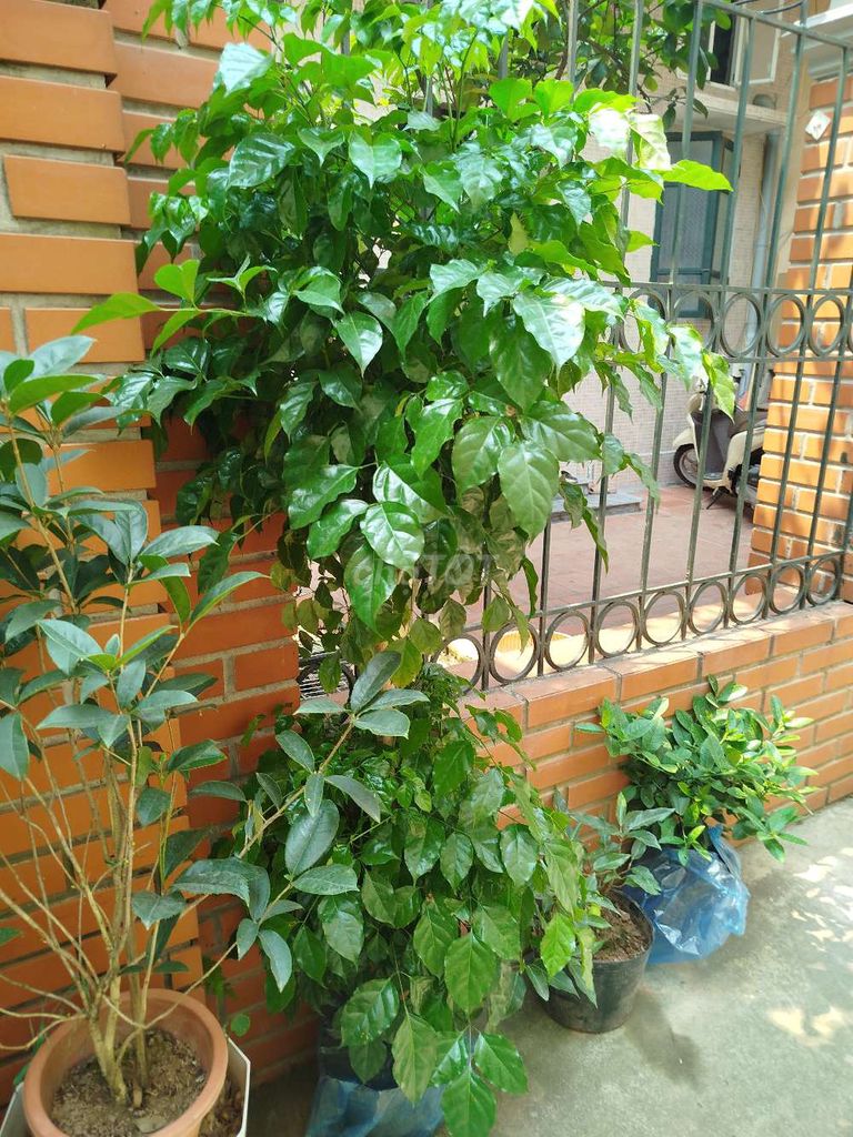 Cây hạnh phúc 170cm Xanh lá. Mua bán Cây cảnh, đồ trang trí tại Quận Hoàng Mai Hà Nội được đăng bởi Nguyễn Minh Thoa hình 1