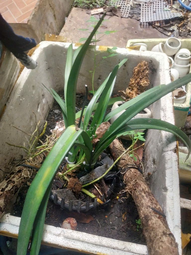 Cây cảnh cỡ nhỏ. Mua bán Cây cảnh, đồ trang trí tại Thành phố Thủ Dầu Một Bình Dương được đăng bởi aviva vophuong hình 1