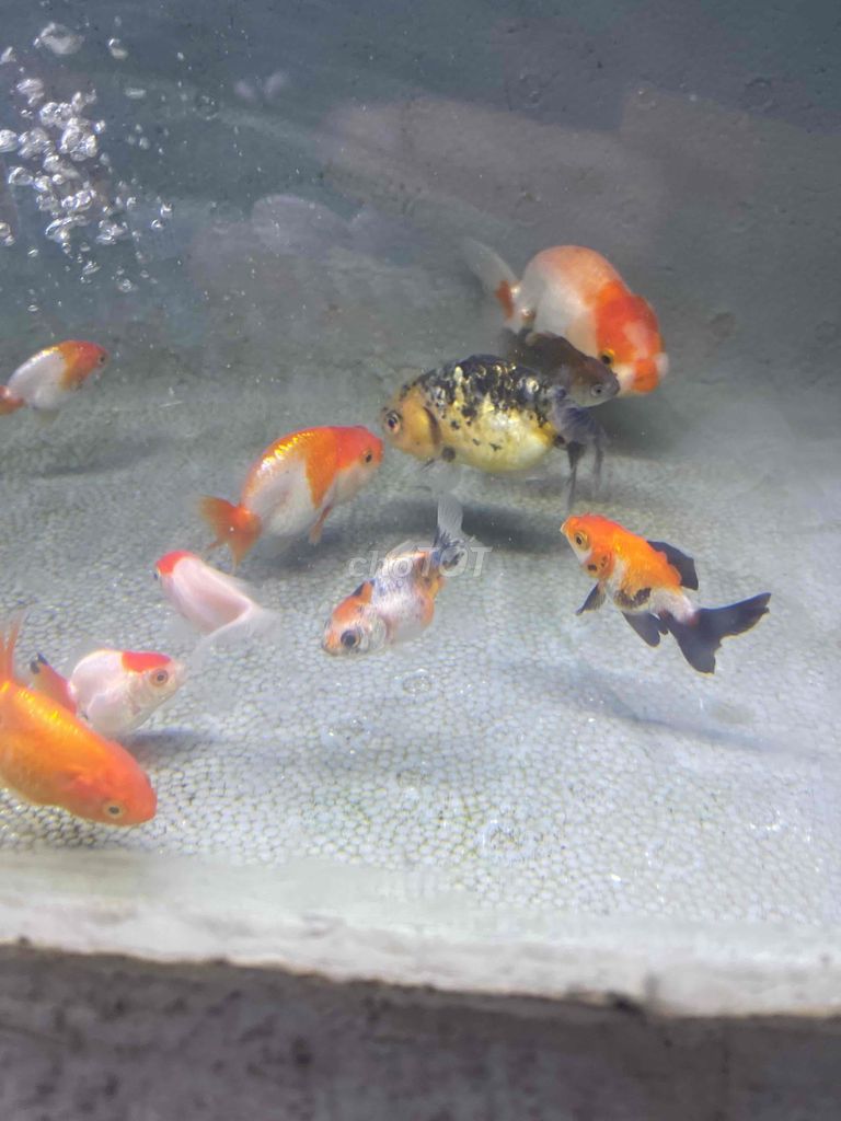 ranchu oranda