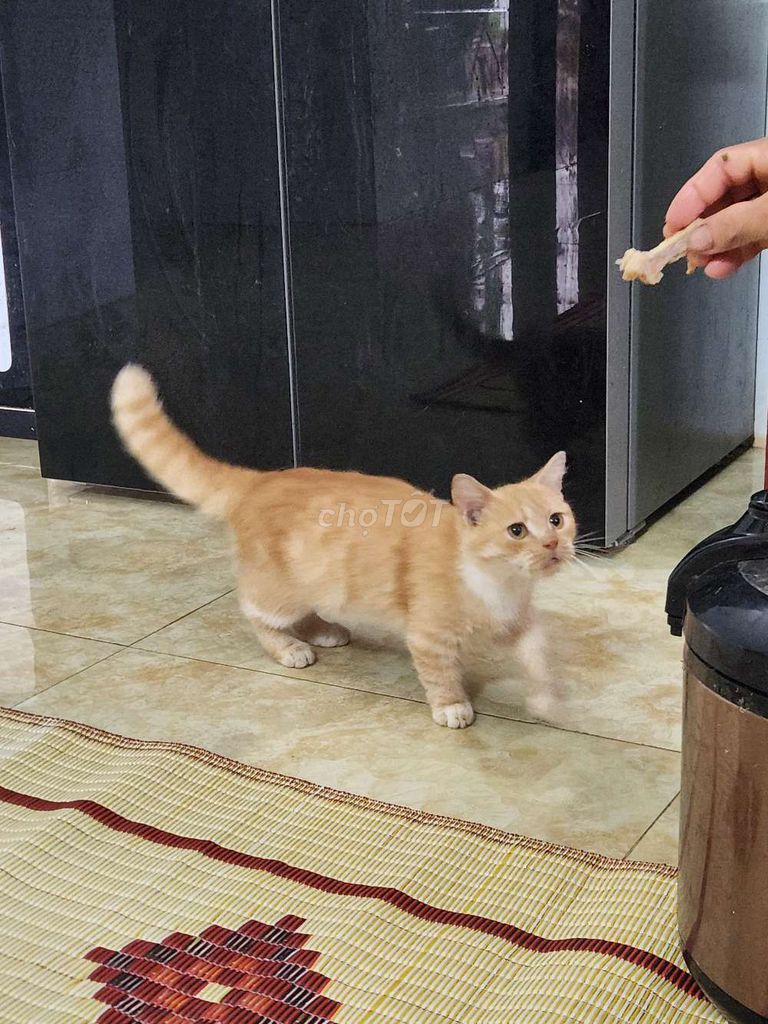 Mèo anh lông ngắn chân ngắn. Mua bán Mèo tại Huyện Nho Quan Ninh Bình được đăng bởi Hoàng Văn Thái hình 1