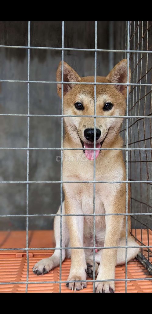 CẶP SHIBA ĐANG RỚT MÁU