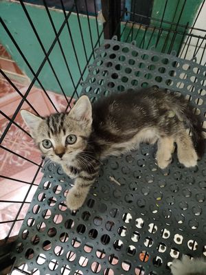 Sale luôn cho e lùn tabby cuối đàn. Mua bán Mèo tại Quận 11 Tp Hồ Chí Minh được đăng bởi Ngọc Ngọc Meow