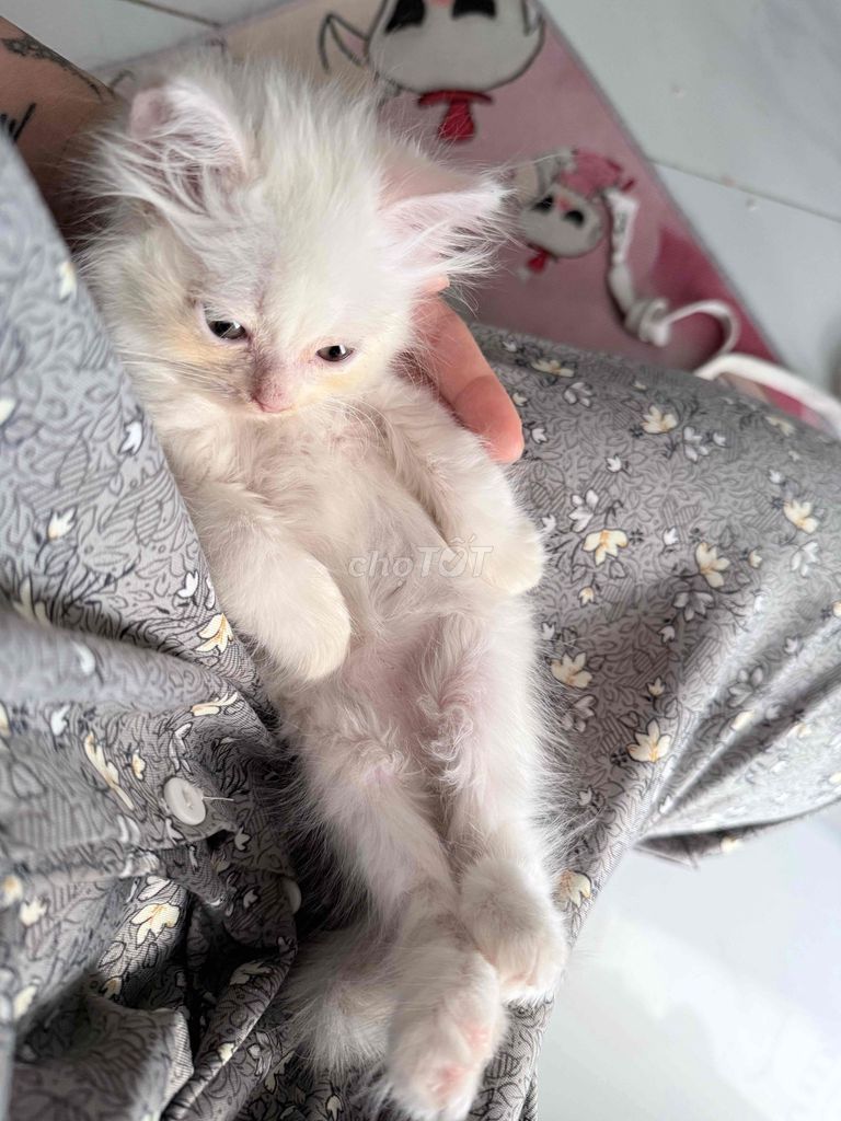 Mèo con Mainecoon. Mua bán Mèo tại Huyện Gia Lâm Hà Nội được đăng bởi Bánh kem dau teyy hình 1