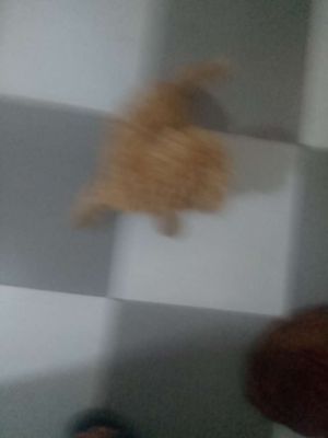 Không có thời gian nuôi muốn bán gọi số ***. Mua bán Chó tại Huyện Long Thành Đồng Nai được đăng bởi hùng còi