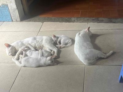 Mèo Cái trưởng thành Trắng 2 màu