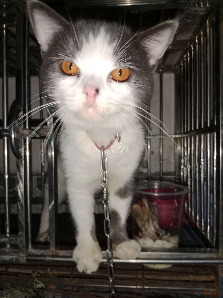 Mèo Anh Trắng xám hơn 1 năm. Mua bán Mèo tại Huyện Củ Chi Tp Hồ Chí Minh được đăng bởi Cactus hình 1