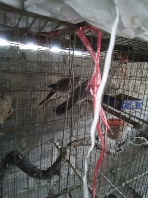 Tlý ĐÔI CUGÁY THỔ SẤM BỐ MẸ GL CHÒE KHÁCH,MÀO BẠCH. Mua bán Chim tại Huyện Phú Xuyên Hà Nội được đăng bởi Hoàng