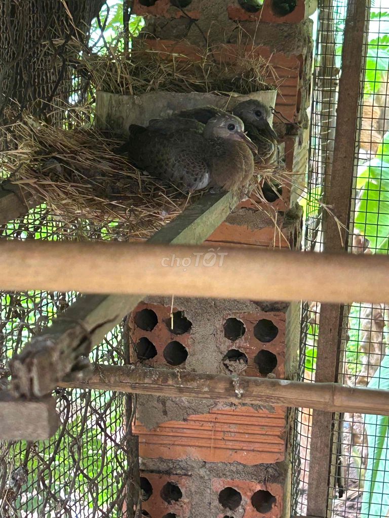 Chim Malai đang tập ăn.. Mua bán Chim tại Huyện Trảng Bom Đồng Nai được đăng bởi Hưng39t hình 1