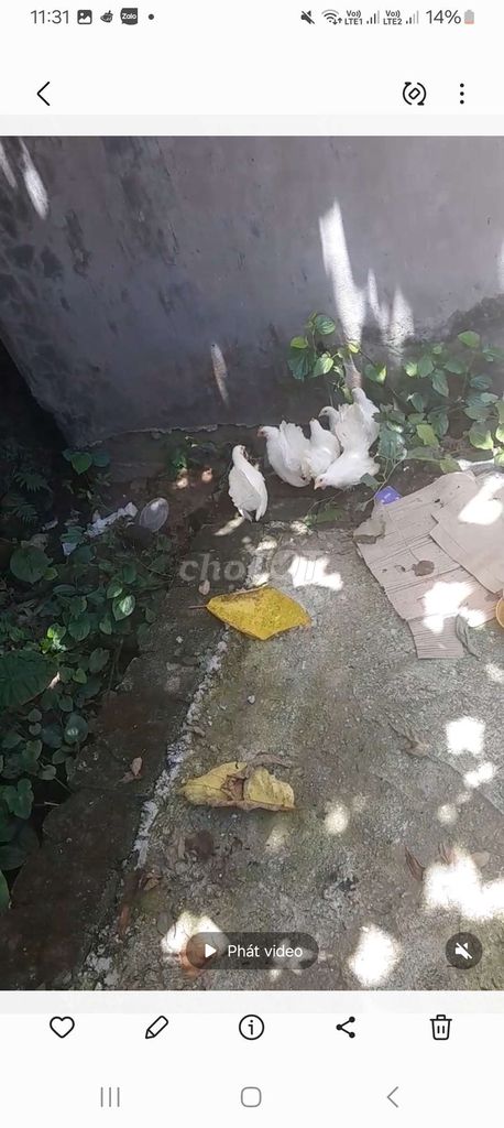 Gà tre Tuyết Thái Trắng. Mua bán Gà tại Quận Long Biên Hà Nội được đăng bởi tổng kho gia dụng  hình 1