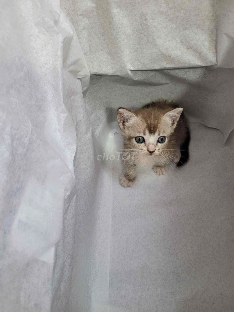 Munchkin tìm nhà mới. Mua bán Mèo tại Quận 7 Tp Hồ Chí Minh được đăng bởi Heidi Nguyen hình 4