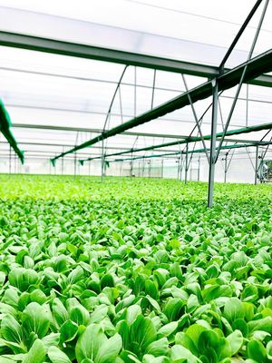 [***, KO CẦN KN] 5 LĐPT CẦN GIUỘC LONG AN