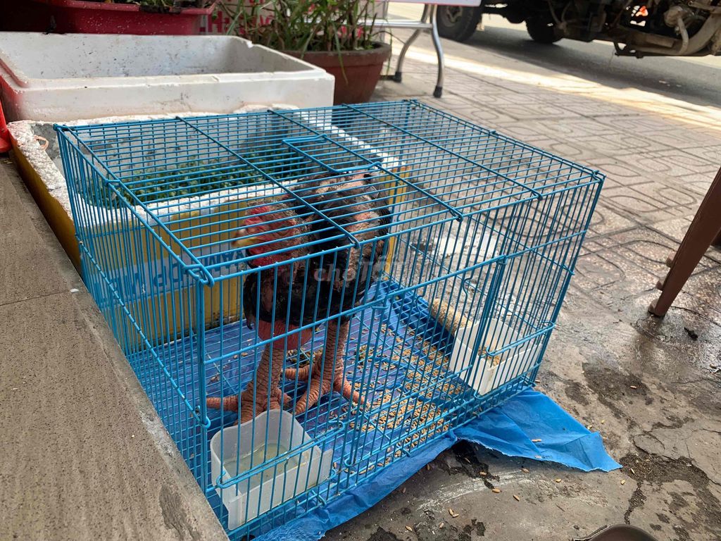 Gà cảnh đen trống mái. Mua bán Gà tại Quận 7 Tp Hồ Chí Minh được đăng bởi Phạm Tuấn Dũng hình 1