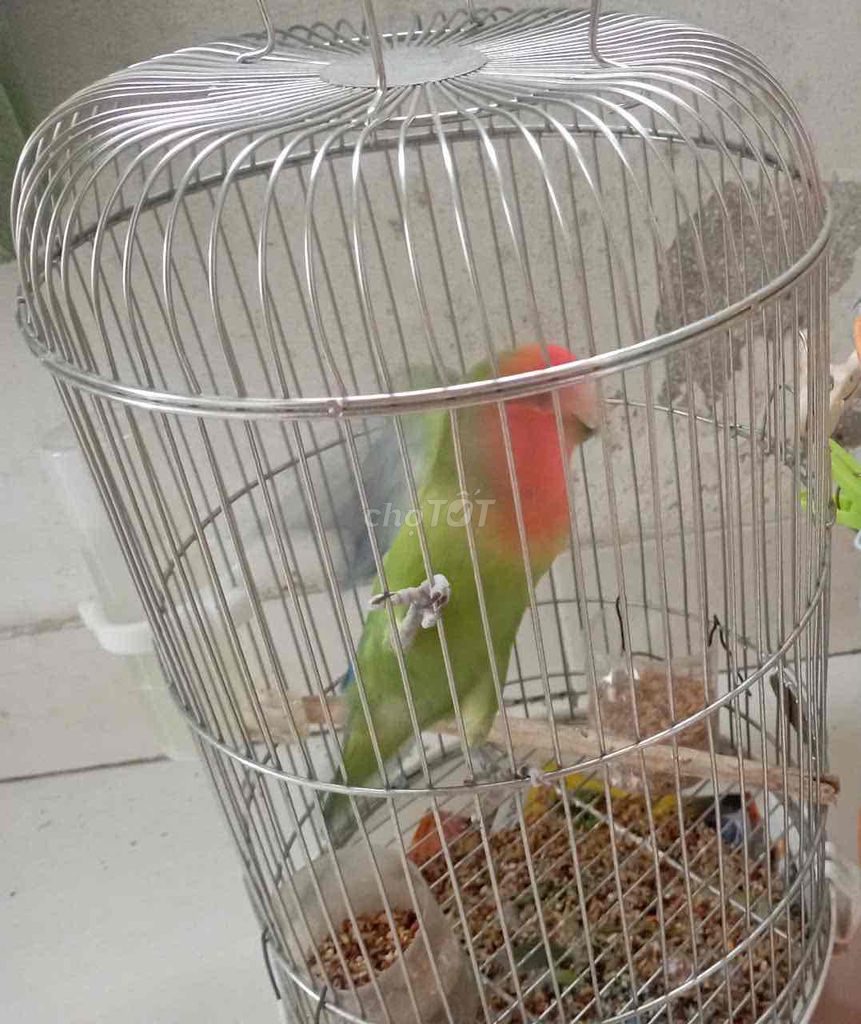 vẹt lovebirds không viền hiền dễ thương