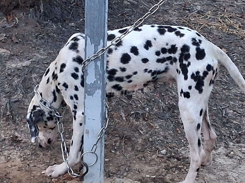 Chó Dalmatian Cái. Mua bán Chó tại Thành phố Vũng Tàu Bà Rịa - Vũng Tàu được đăng bởi Nhân Rottweiler  hình 1