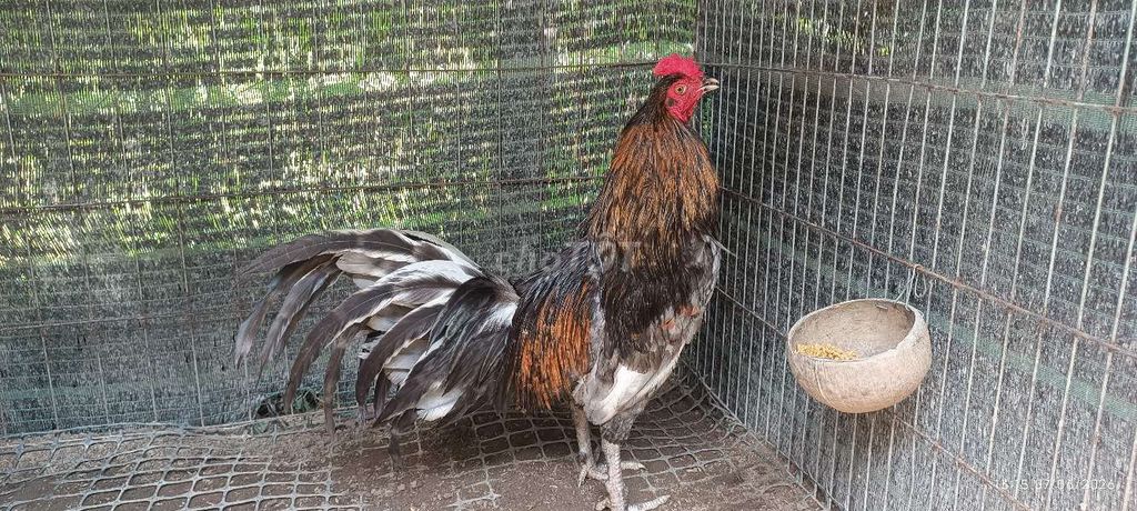 Gà nòii Xám 2.6kg. Mua bán Gà tại Huyện Cai Lậy Tiền Giang được đăng bởi Thịnh Cai Lậy Tiền Giang hình 1