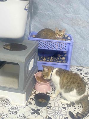 tặng 2 bé mèo và chuồng cát. Mua bán Mèo tại Quận Bình Tân Tp Hồ Chí Minh được đăng bởi - HỌC VIỆN TÂM LÝ ỨNG DỤNG ISEE PHÚC LỘC