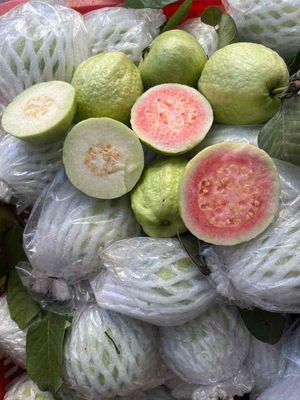 Ổi Miền Tây 5kg. Mua bán Đồ ăn, thực phẩm và các loại khác tại Quận Bình Tân Tp Hồ Chí Minh được đăng bởi ĐẶC SẢN CÀ MAU 