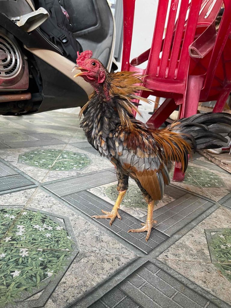 Gà tre trống Tía xám. Mua bán Gà tại Thành phố Buôn Ma Thuột Đắk Lắk được đăng bởi zdata hình 1