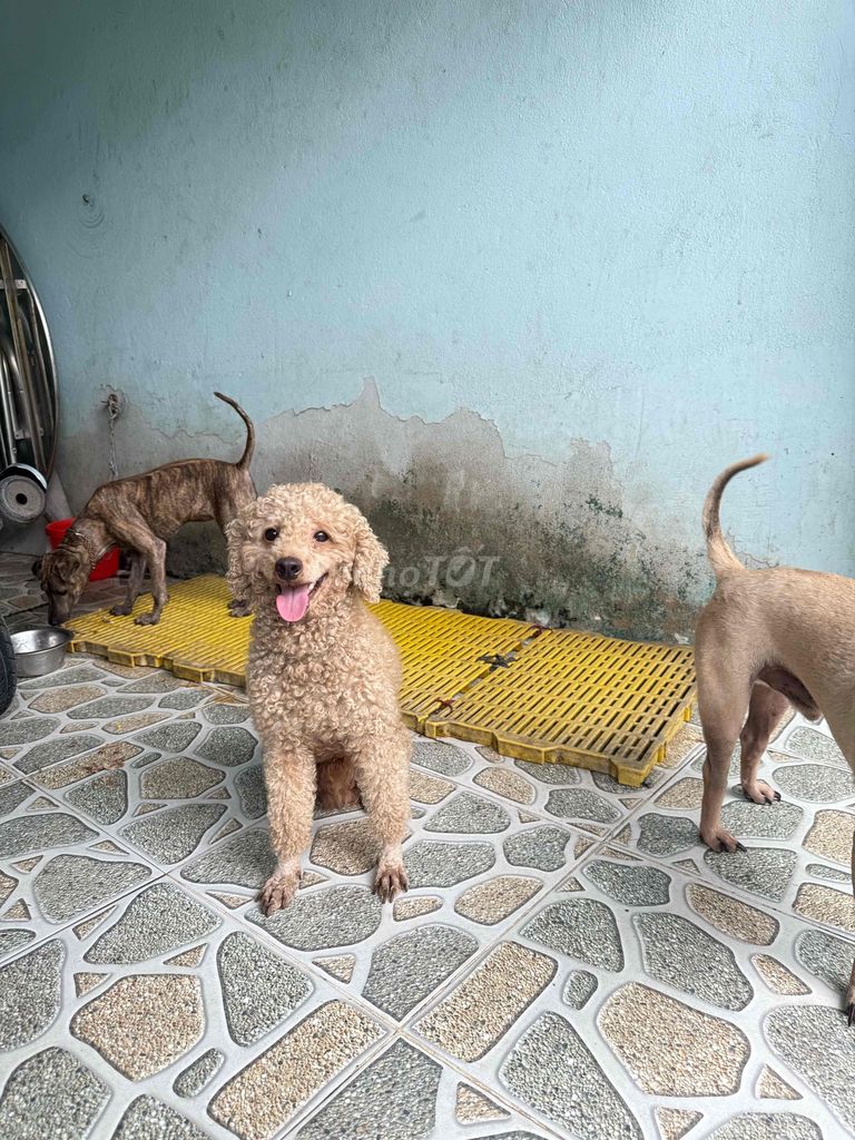 đưc tơ. 3 kg. 7 thang. Mua bán Chó tại Huyện Hóc Môn Tp Hồ Chí Minh được đăng bởi Trang hình 3